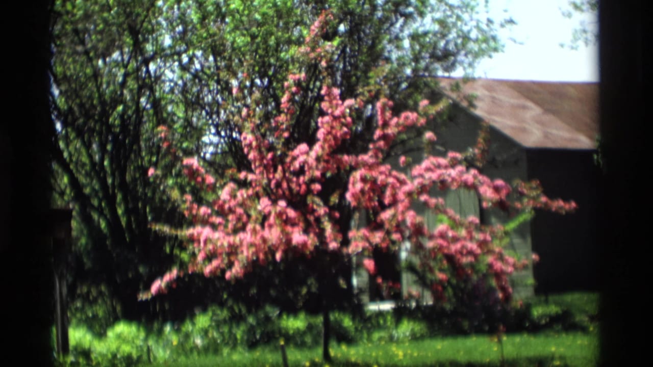 A pink flowering tree stands in a grassy Holland, Michigan yard, filmed in soft 8mm color with shaded trunks framing the view.