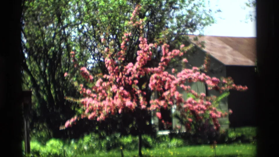 The 8mm frame holds on a pink flowering tree and lawn in Holland, Michigan, with dark foreground trunks and a building roof behind.