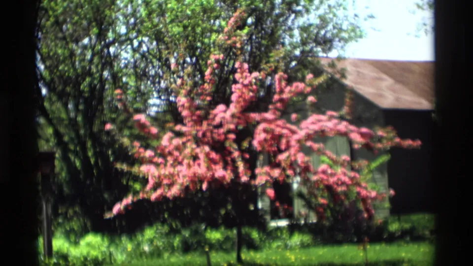 A handheld 8mm view moves closer to the pink flowering tree, with grass, shade, and a partially visible structure in Holland, Michigan.