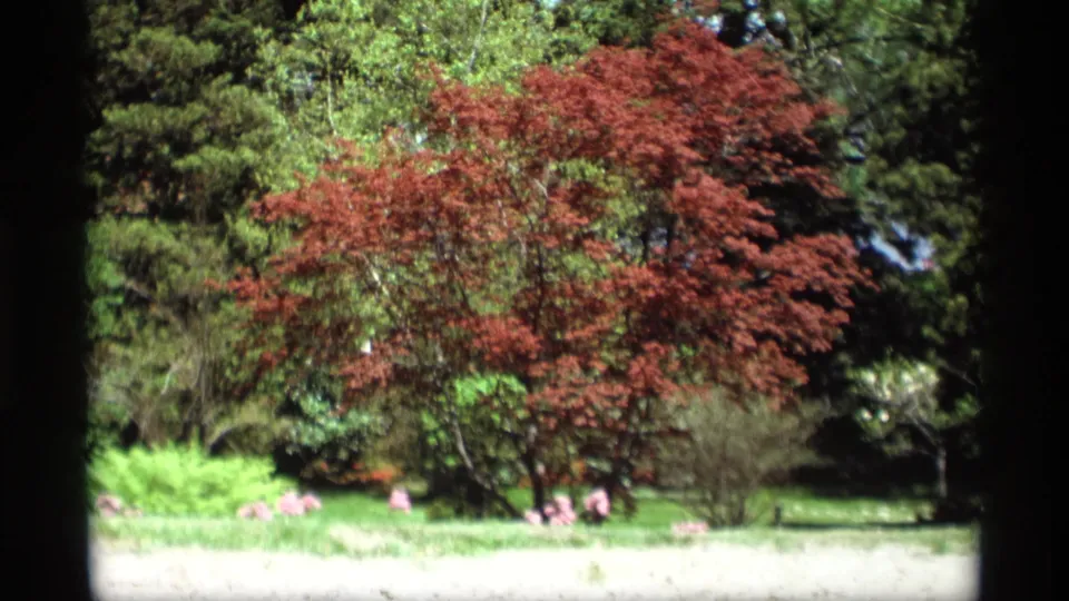 1969 Holland, Michigan home-movie garden view with a red-leafed tree amid greenery and small pink flowers.