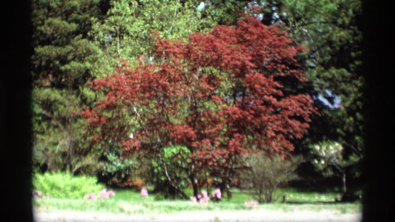 Garden view with reddish tree, green lawn, evergreens, and dark frame borders.