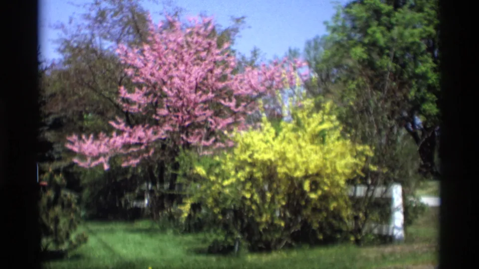 1969 Holland, Michigan garden scene with a pink blooming tree, bright yellow shrub, green lawn, and evergreens in soft 8mm color.