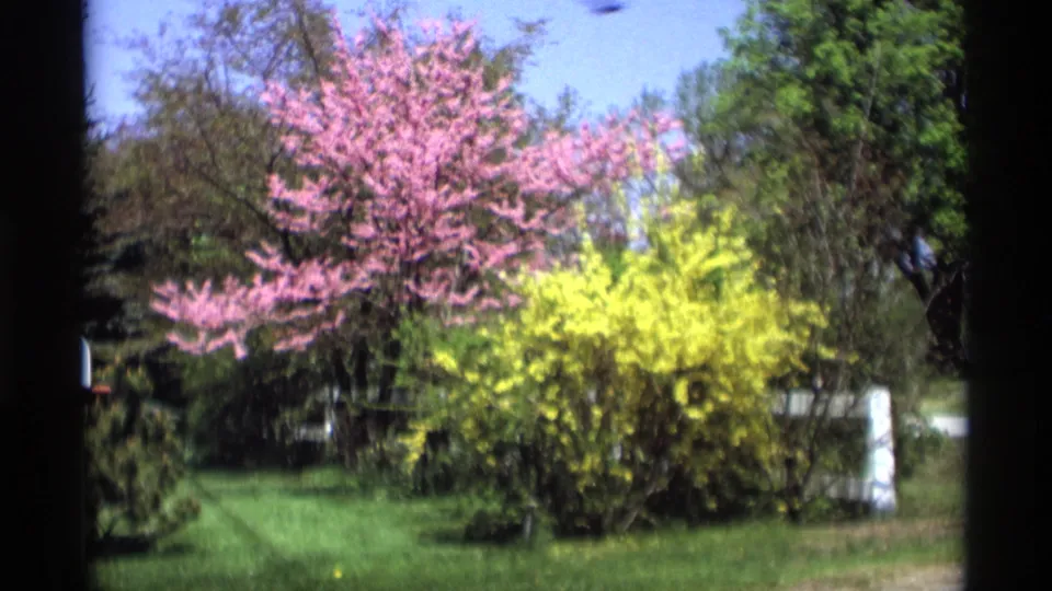 1969 Holland, Michigan 8mm frame showing bright spring blossoms, a yellow shrub, lawn grass, and trees from a fixed garden viewpoint.