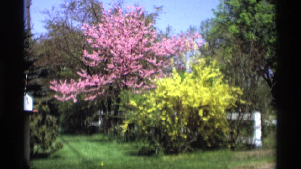 Soft 8mm view from 1969 Holland, Michigan with a pink flowering tree, yellow shrub, green lawn, and dark frame borders.