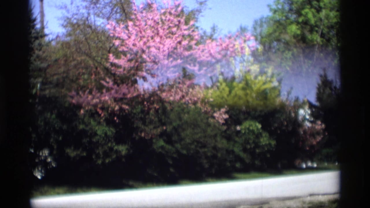 Pink flowering trees and shrubs beside a quiet paved road under a blue sky.