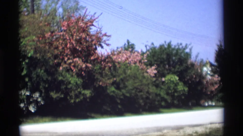 1969 8mm view of a Holland, Michigan residential road bordered by pink flowering trees, dense shrubs, and overhead utility lines.