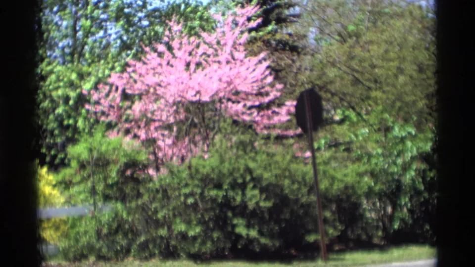Holland, Michigan spring frame from 1969 showing a pink flowering tree, yellow forsythia-like bush, hedges, lawn, and roadside sign.