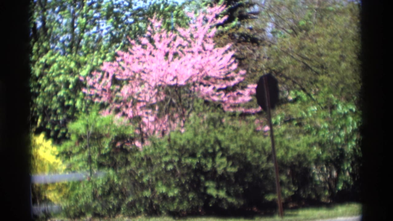 1969 Holland, Michigan 8mm frame showing a pink flowering tree, green shrubs, lawn, and a dark roadside sign silhouette.