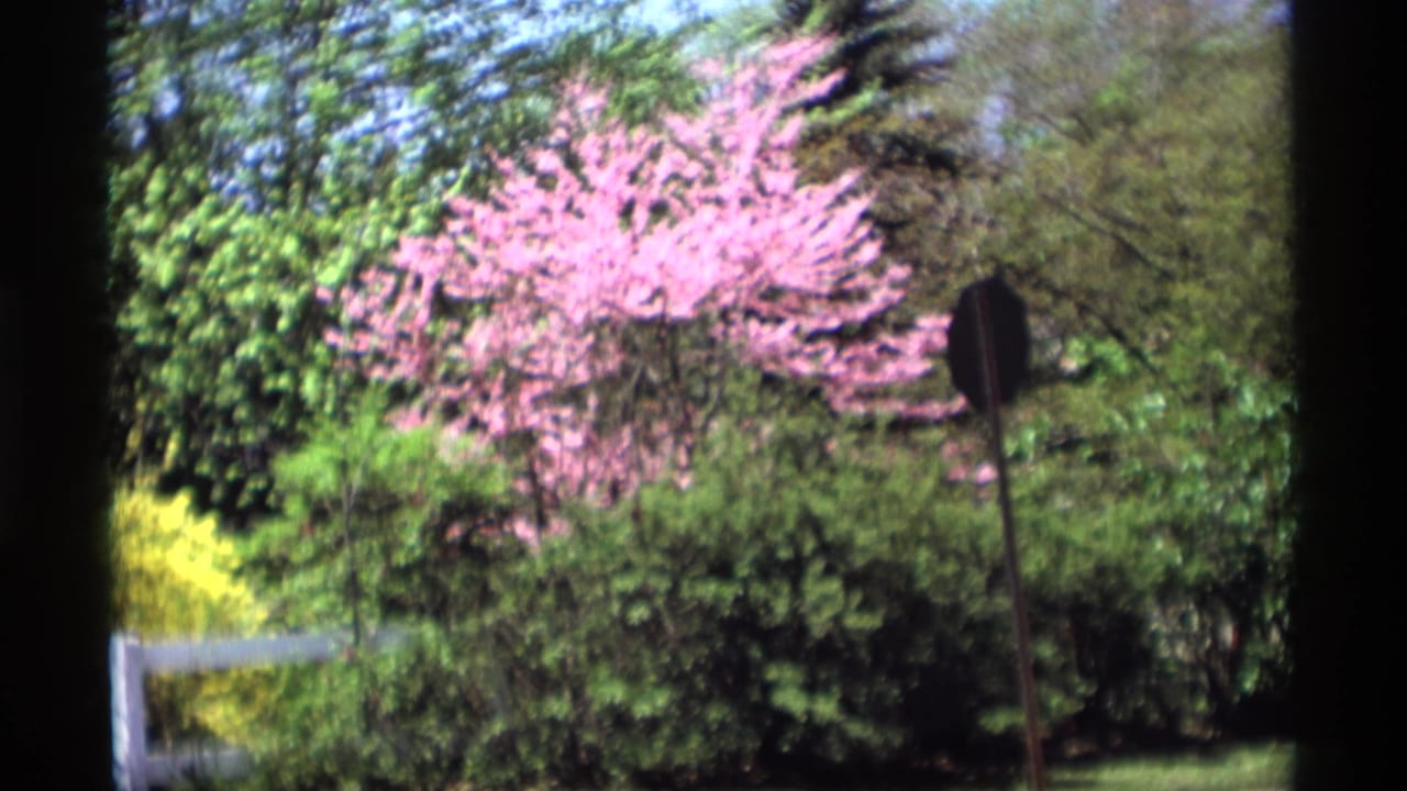 Pink flowering tree with shrubs, lawn, and a dark sign shape.