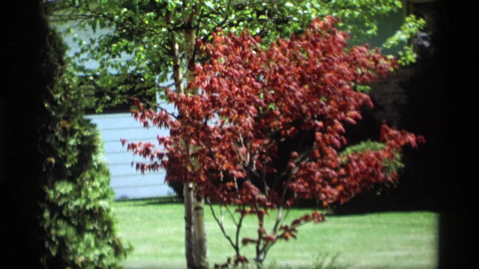 1969 Holland, Michigan 8mm frame showing a small red-leaved ornamental tree on a manicured lawn with shrubs and pale siding or fencing behind.