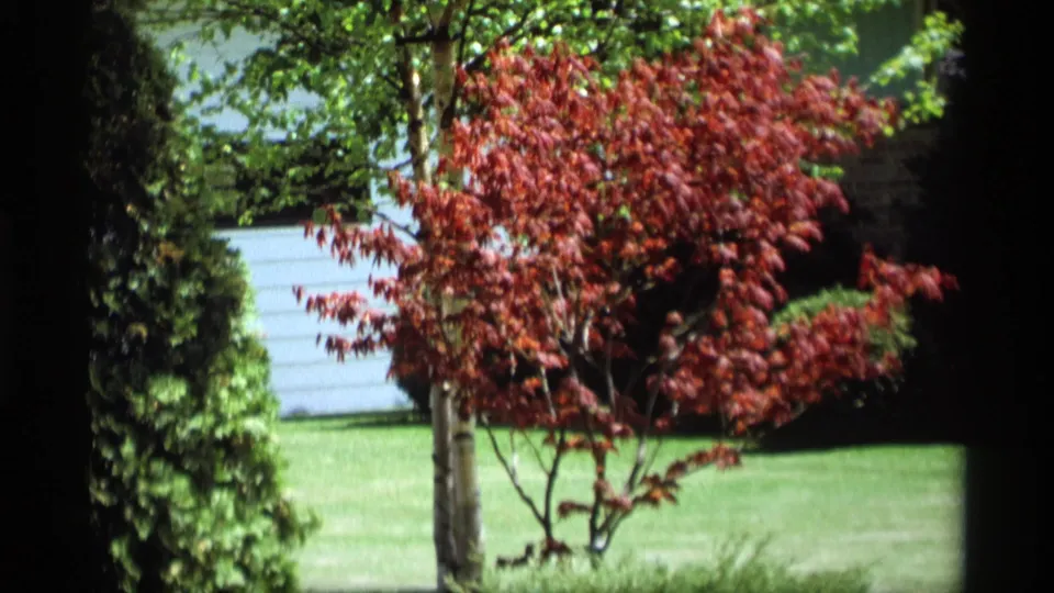 1969 Holland, Michigan frame of a red-leaved ornamental tree, green lawn, dense shrubs, and pale siding or fencing in bright sun.