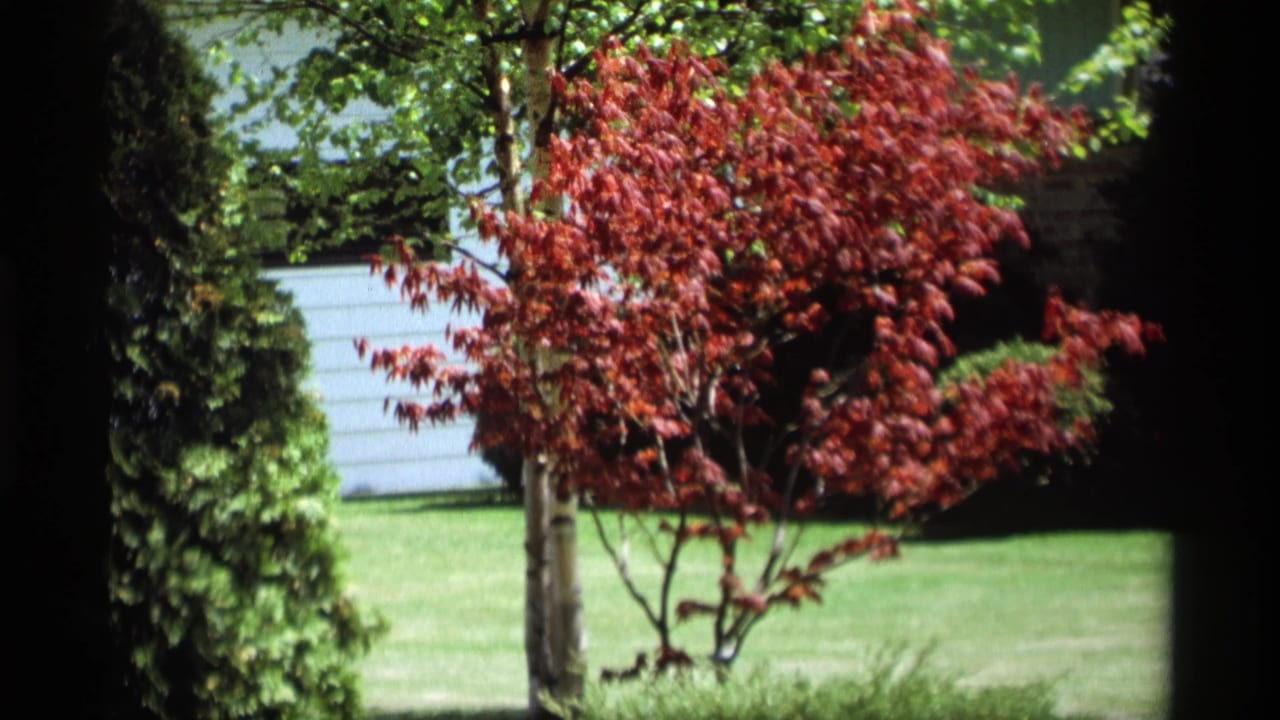 1969 Holland, Michigan home-movie frame showing a red-leafed tree, lawn, and partial residential exterior behind garden foliage.