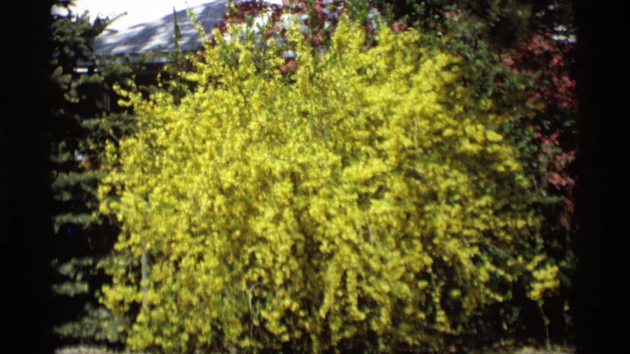 1969 Holland, Michigan garden view with a dense yellow flowering shrub, surrounding evergreens, and red-leafed branches in the background.