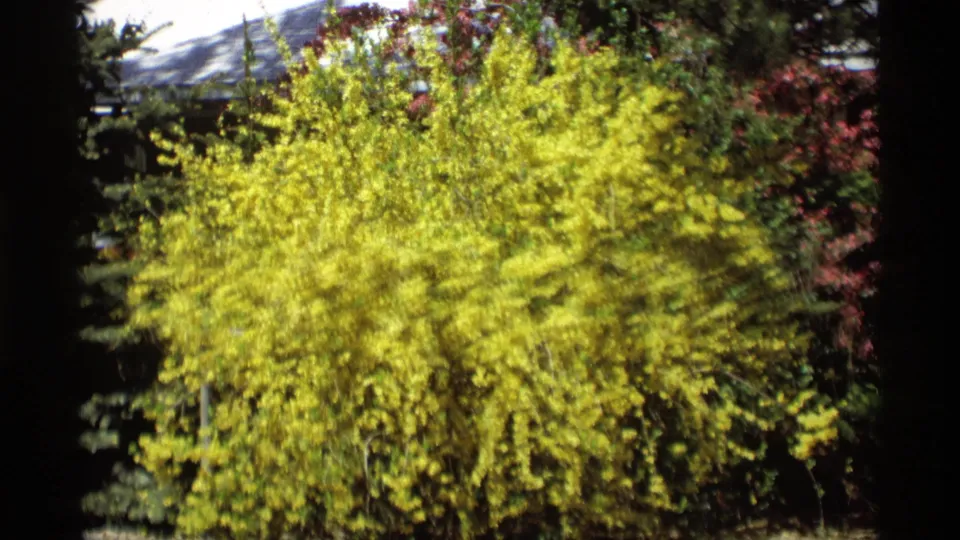 1969 Holland, Michigan home-movie frame centered on a bright yellow shrub in a residential garden, with evergreens and red foliage nearby.