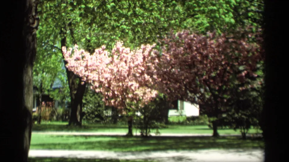 1969 Holland, Michigan frame showing pink blossoms, a red-leafed tree, green lawn, sidewalk, and partial houses beyond the garden.