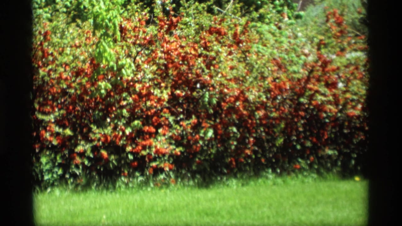 Green lawn and flowering shrubs seen through dark vertical framing.