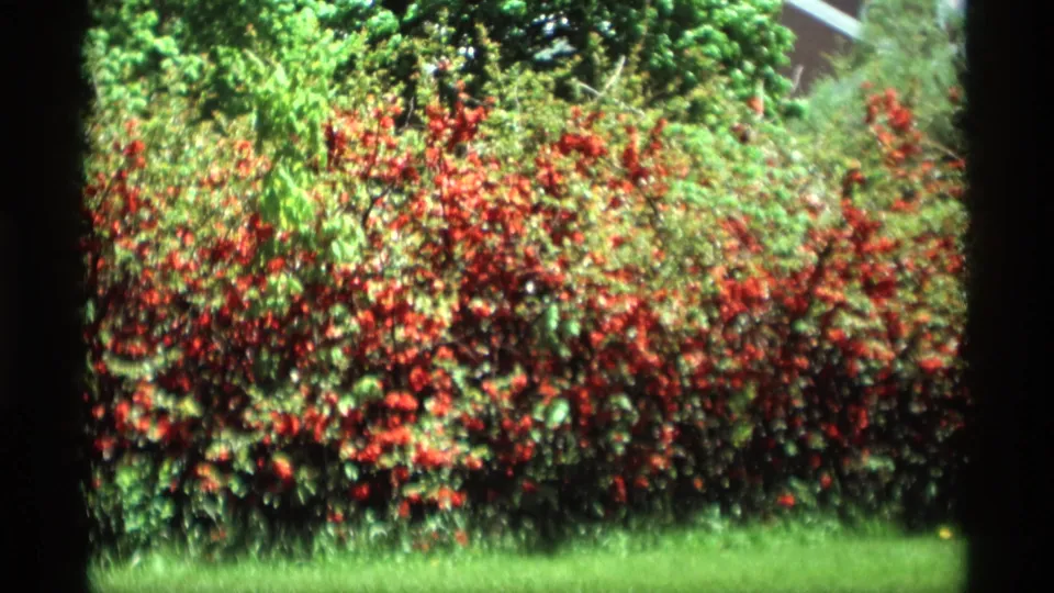 A sunlit flowering hedge and green lawn in Holland, Michigan, captured on 8mm home-movie film in 1969.