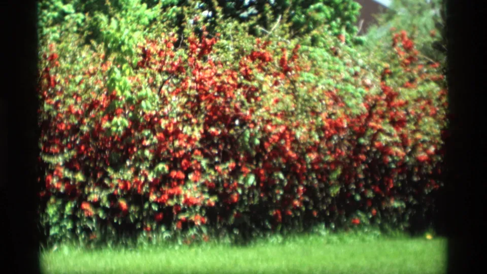 1969 8mm frame of dense red and pink flowering shrubs with grass in the foreground in Holland, Michigan.