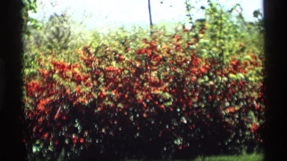 A brighter 1969 Holland, Michigan garden frame with flowering shrubs, pale sky, and dark doorway or window edges.