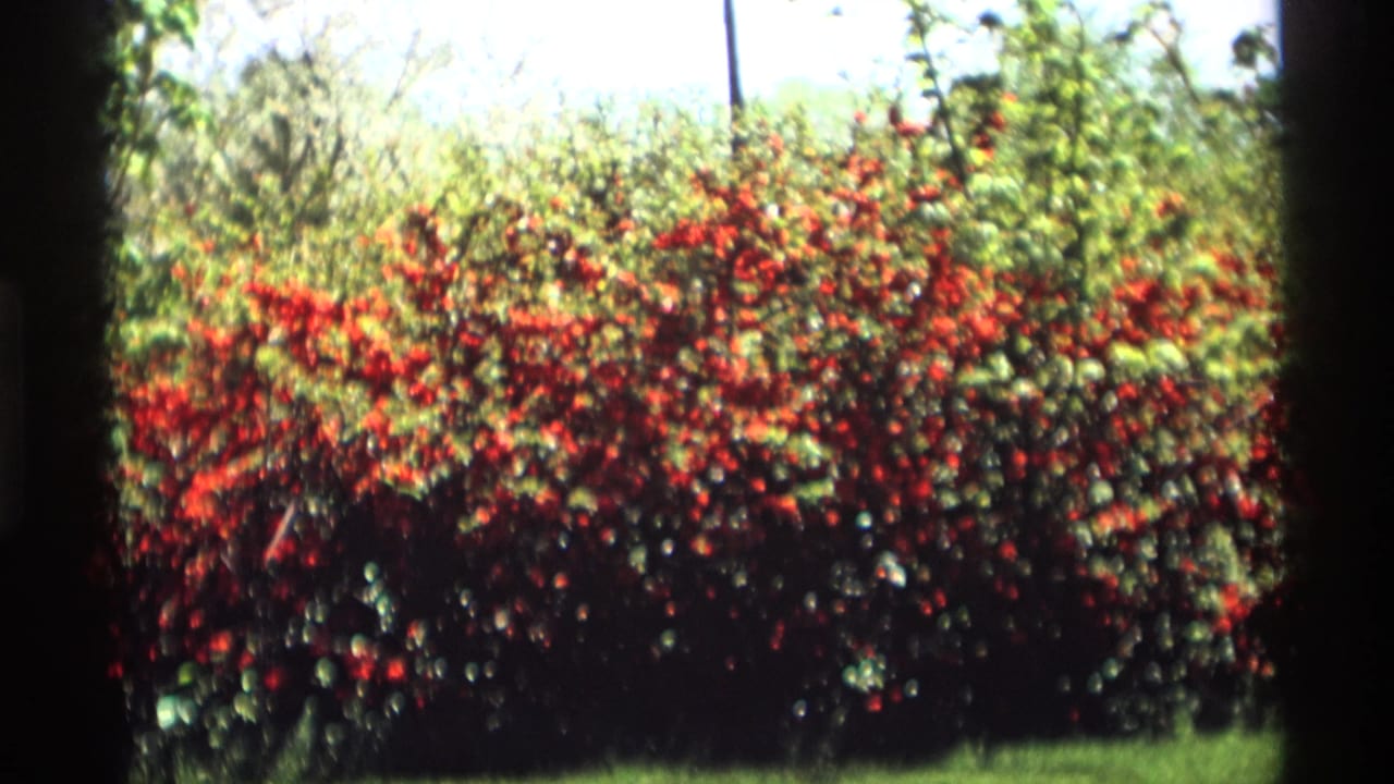 Red rose bushes and green foliage framed by dark 8mm film borders.