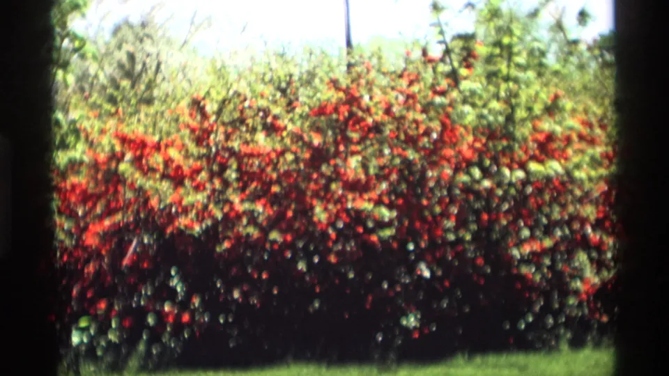 1969 Holland, Michigan garden view with red rose bushes, leafy greenery, and the rounded border of the 8mm frame.