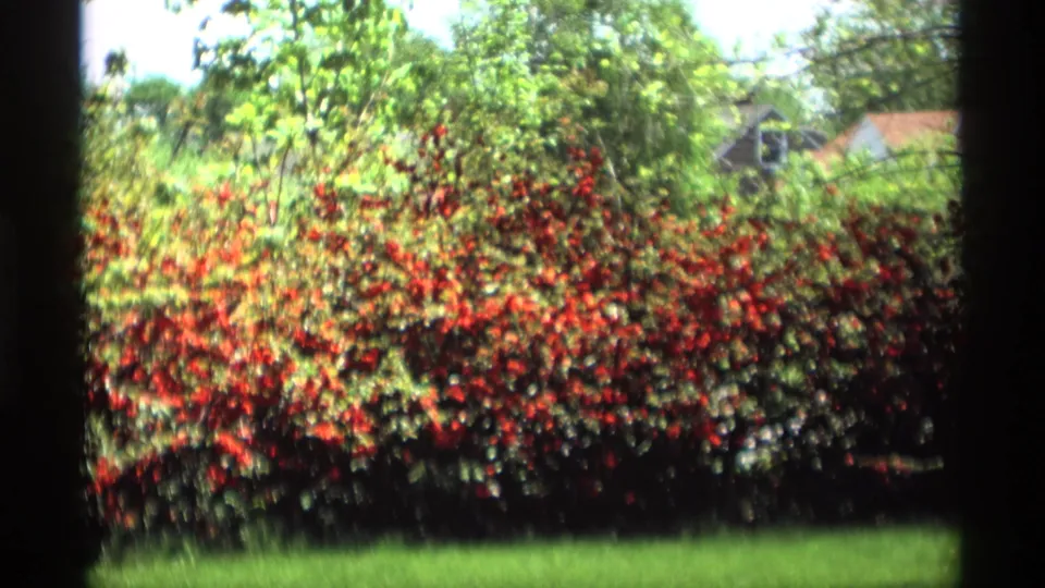 1969 Holland, Michigan backyard scene with red roses, green lawn, trees, and a partial house roofline in the background.