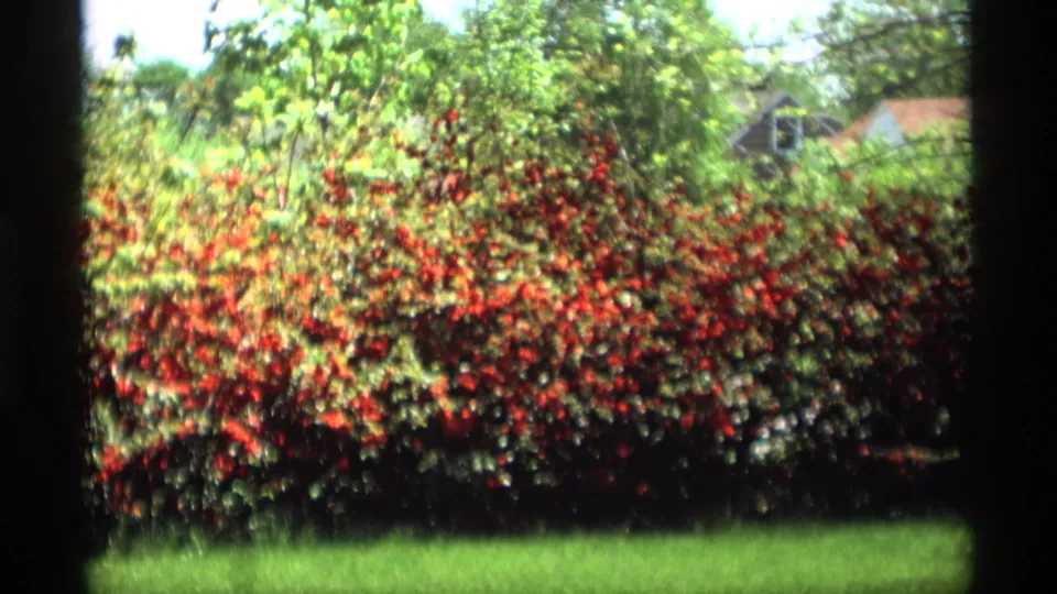 1969 Holland, Michigan home-movie frame showing a red rose hedge, green lawn, trees, and a small visible part of a house.