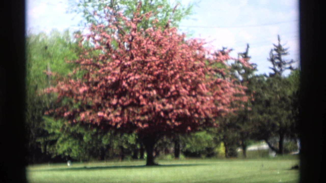 Red-leafed tree in a sunny park with grass and trees behind it.