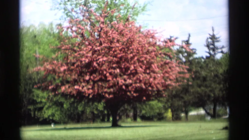 1969 8mm view of a red-leafed tree in a Holland, Michigan park, framed by green lawn, background trees, and pale sky.