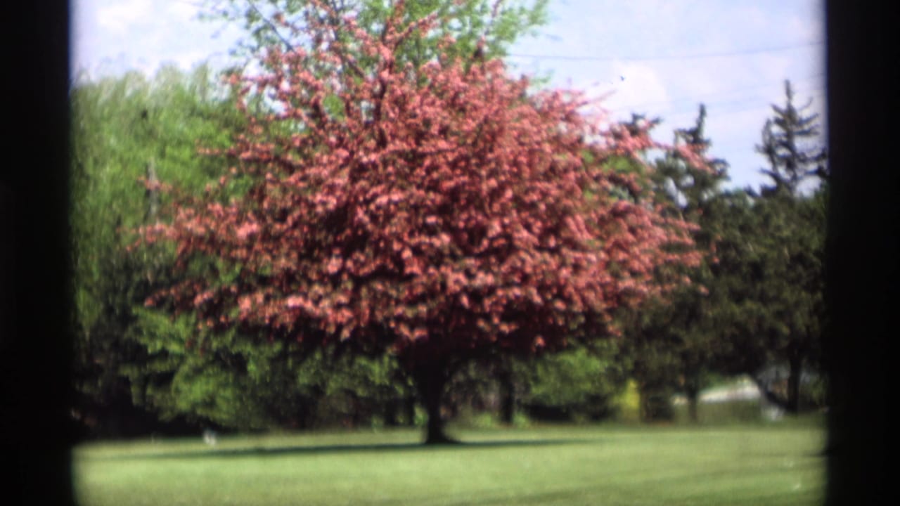 Red-leafed tree and green lawn seen through a dark film frame divider.