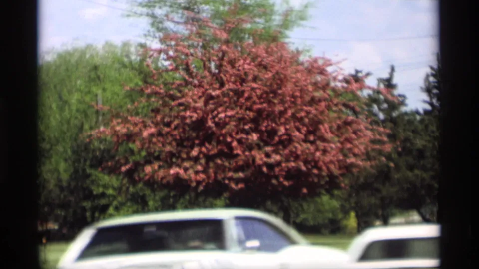 Two light-colored cars move across the foreground while the red-leafed tree and park lawn remain visible behind them.