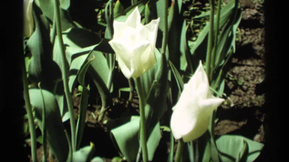 Close 1969 8mm view of white tulips in Holland, Michigan, with green leaves, flower stems, and dark soil catching strong sunlight.