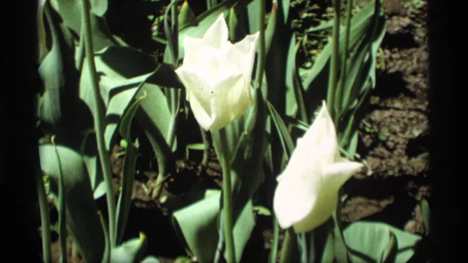 1969 Holland, Michigan close-up of white tulips and broad green foliage in a sunlit garden bed on 8mm film.