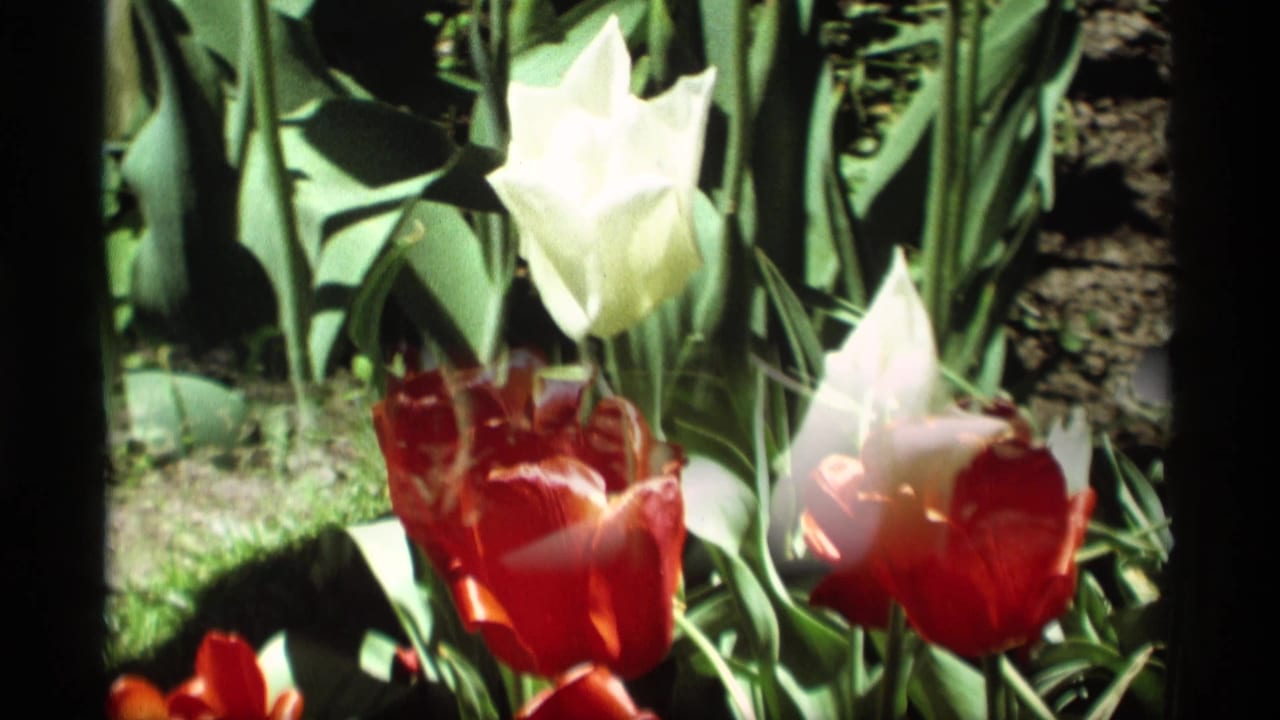Close view of white and red tulips in Holland, Michigan, with bright sunlight, green foliage, and small-gauge film softness.