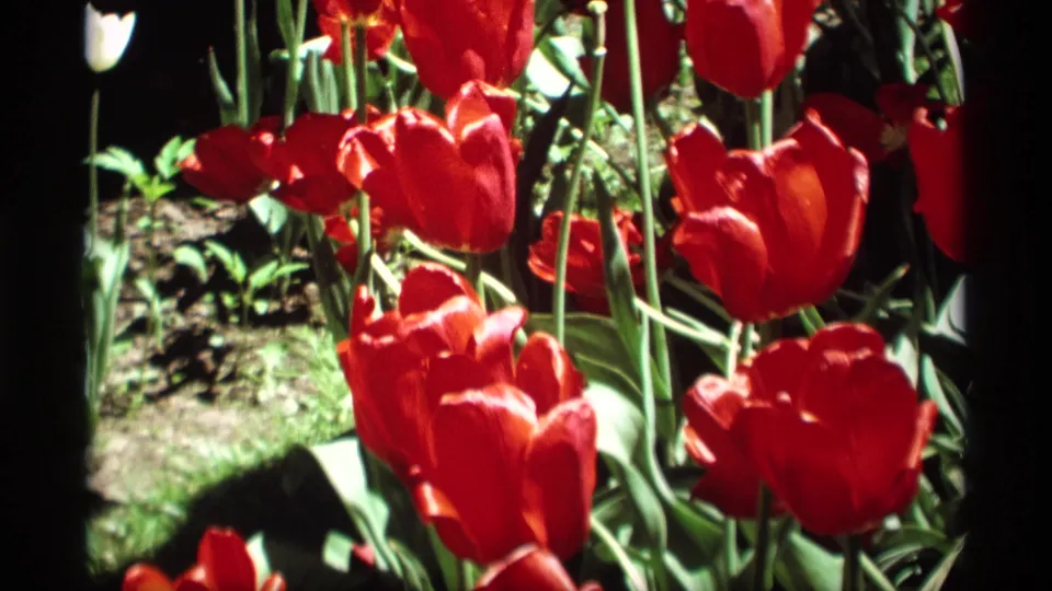 Red tulips dominate this Holland, Michigan garden view, with green foliage, soil, and a white tulip visible behind them.