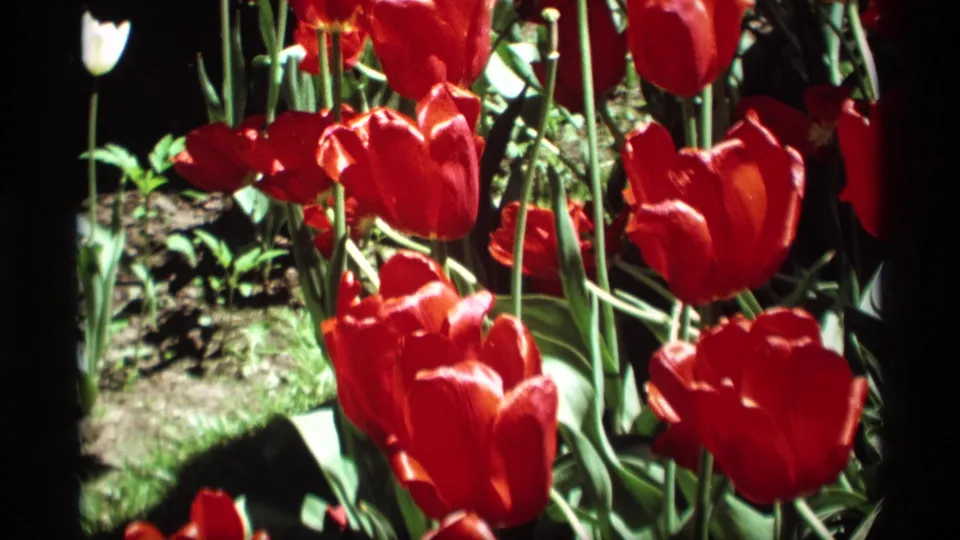 A tight Holland, Michigan tulip view shows red blooms, green stems, and garden soil rendered with saturated 8mm color.