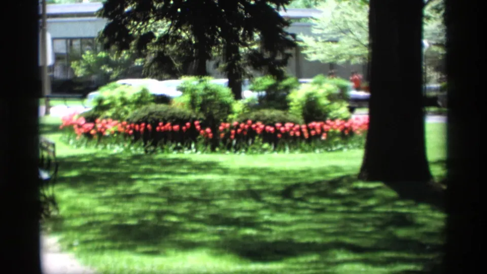 A shaded Holland, Michigan park view shows red tulips, trimmed shrubs, classic cars, and nearby buildings in the background.