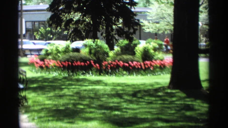 A 1969 park cutaway in Holland, Michigan shows red tulips under trees with classic cars and buildings across the street.