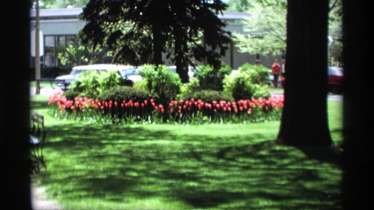 1969 Holland, Michigan 8mm frame of a shaded green lawn, red tulips, tree trunks, distant cars, and small background figures.