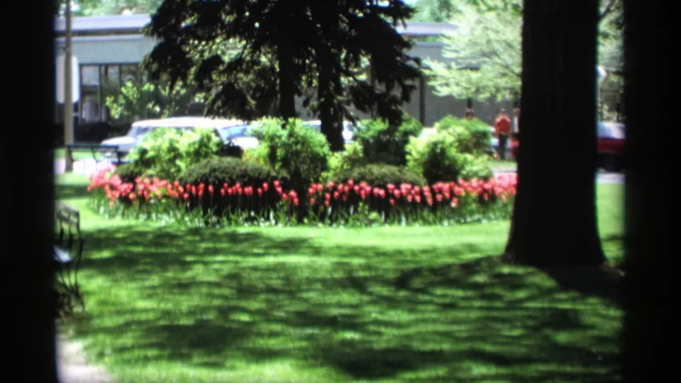 1969 Holland, Michigan 8mm frame of a shaded green lawn, red tulips, tree trunks, distant cars, and small background figures.