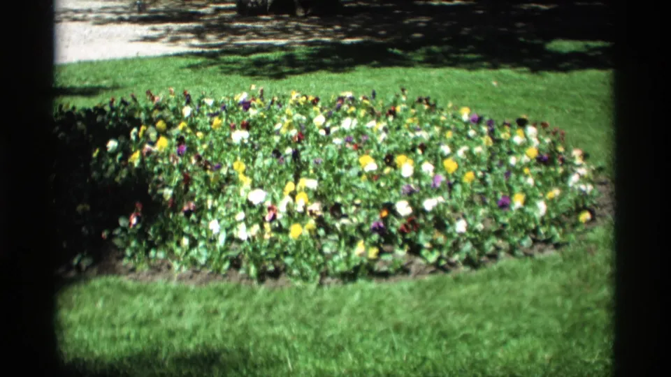 1969 Holland, Michigan garden frame showing a mixed spring flowerbed bordered by grass and shadowed trees.
