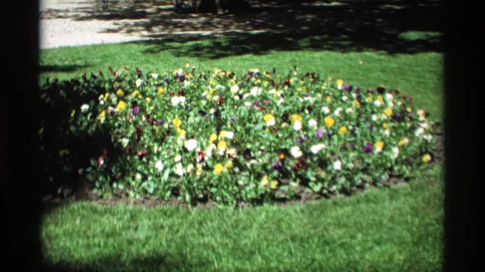 1969 Holland, Michigan 8mm view of a low flowerbed with yellow, white, purple, and red blooms across a lawn.