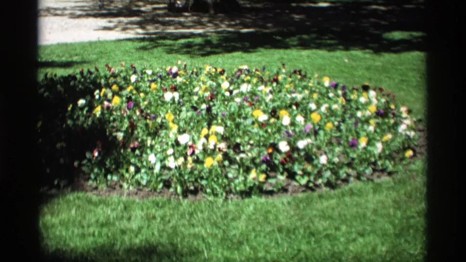 1969 Holland, Michigan garden frame with a bright mixed flowerbed, lawn, and dark tree trunks framing the view.