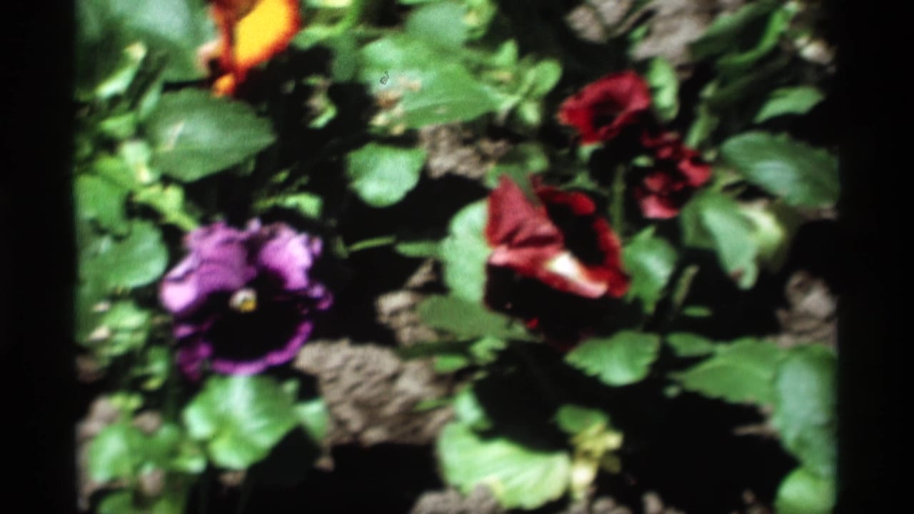 1969 8mm home-movie frame from Holland, Michigan showing purple, yellow, and red pansies among green leaves and dark soil.