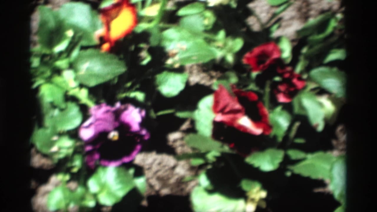 Soft 8mm frame of a Holland, Michigan flower bed with purple, yellow, and red pansies surrounded by green foliage.
