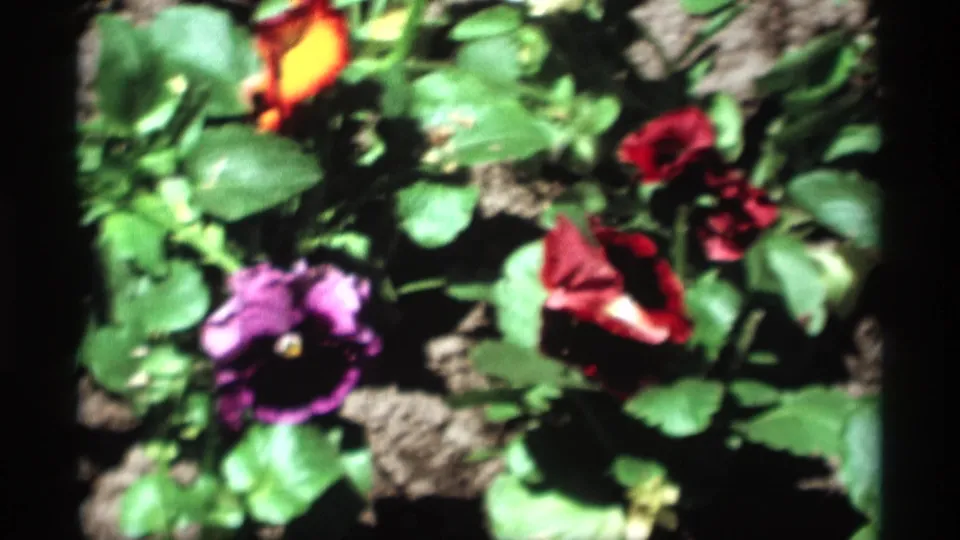 Soft 8mm frame of a Holland, Michigan flower bed with purple, yellow, and red pansies surrounded by green foliage.