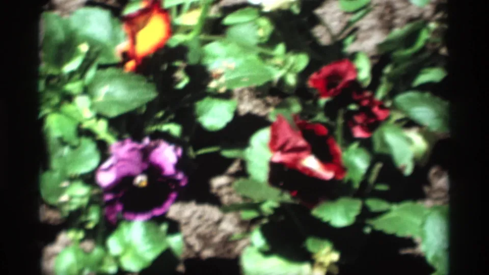 1969 home-movie frame showing a blurred close pass over colorful pansies and green leaves in a spring flower bed.