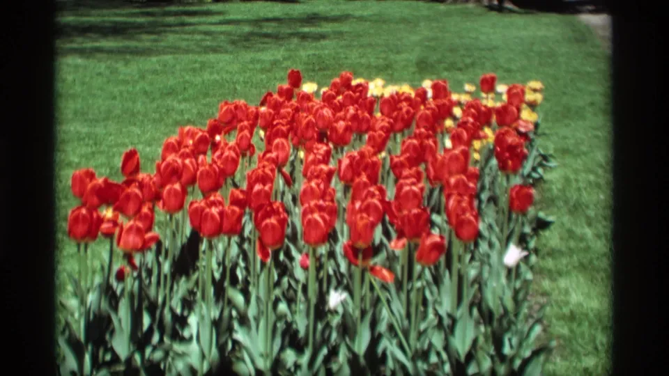 1969 Holland, Michigan 8mm frame showing dense rows of red tulips with a few yellow blooms against a green lawn.