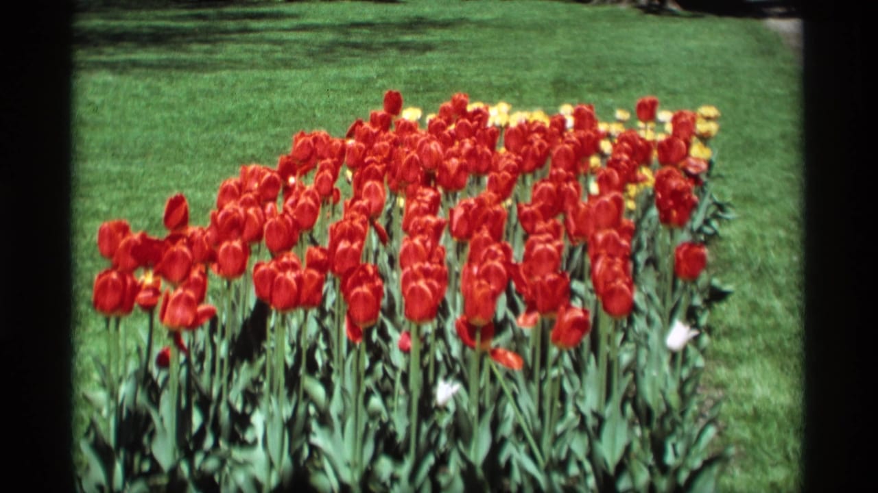 Rows of red tulips with yellow tulips behind them on a green lawn.
