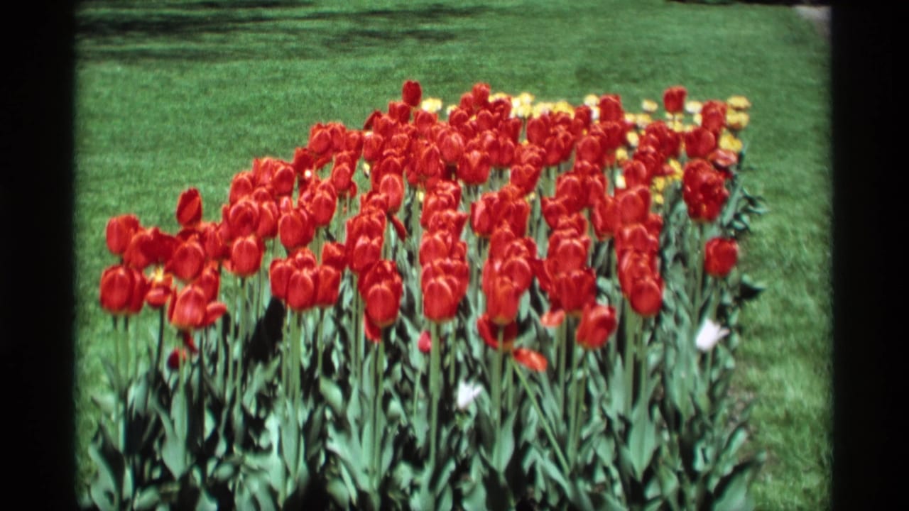Wide view of red tulips in a flower bed with yellow blooms in the background.